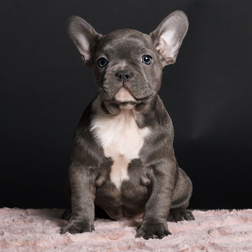 Frenchie Puppy French Bull Dog – Lovabullkennel - Main Image
